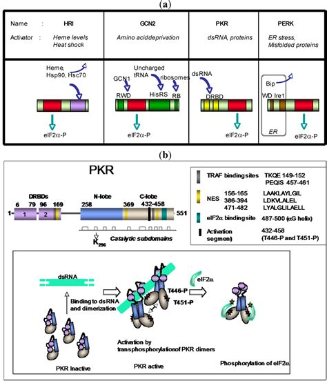 viruses  full text dsrna dependent protein kinase pkr   role  stress signaling