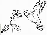 Coloring Hummingbird Birds Colour Bird Pages Humming Colouring Comments Coloringhome Popular sketch template