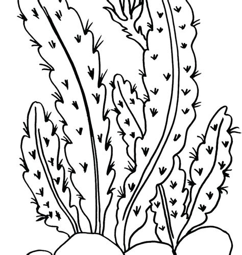 sea plants coloring pages  getcoloringscom  printable