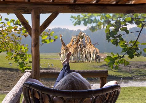 verblijf  safari resort beekse bergen vanaf nu te boeken op volledig nieuwe website emerce