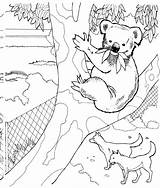 Koala 101coloring Mandala sketch template