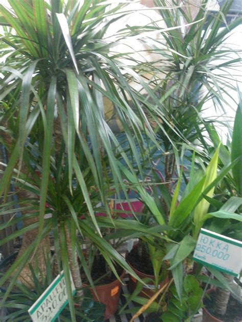 dracaena   plant grow   care  decorative plants  home