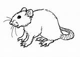 Rat Coloring Pages Outline Printable Drawing Kids Rats Getdrawings sketch template