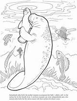 Coloring Manatee Pages Dugong Cute Printable Color Dover Animals Book Colouring Drawings Books Baby Sea Adult Print Mom Animal Doverpublications sketch template