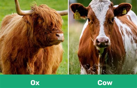 ox   whats  difference  comfy shop