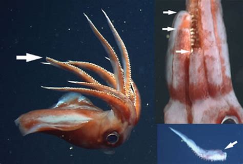 Deep Sea Squid Detaches Tentacles To Attack Neatorama