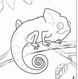Chameleon Coloring Pages Template Printable Lizard Outline Drawing Animal Cameleon Mixed Color Sheets Carle Book Colouring Chameleons Eric Print Colour sketch template