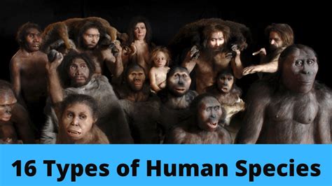 anthropology   science   human species explained  dogs