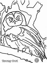 Colouring Tawny Barnowltrust Owls sketch template