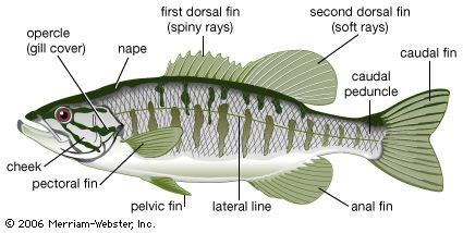 fish species  physical features britannica