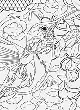 Coloring Pages Printable Advanced Library Clipart Sheets Hummingbird Adults Animal Kids sketch template