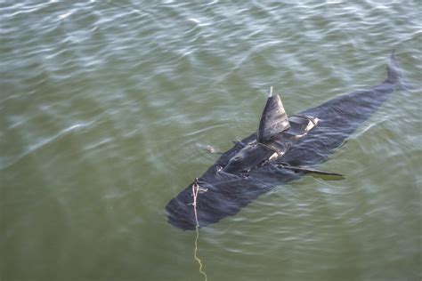 shark drone  ghostswimmer unveiled  navy  shark  fins  epoch times