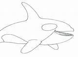Whale Coloring Pages Killer Orca Drawing Kids Humpback Color Beluga Realistic Line Dolphin Draw Printable Drawings Getdrawings Clipart Cliparts Print sketch template