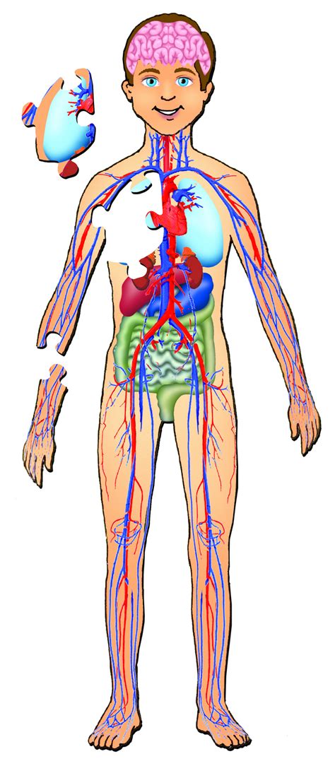 human body organs  kids human body diagram anatomy images human