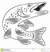 Pike Fish Stock Silhouette Vector Fishing Luce Illustration sketch template