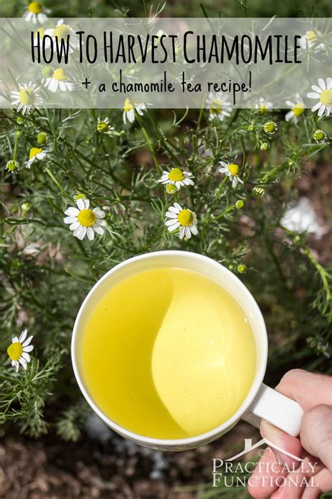 harvest chamomile chamomile tea recipe practically functional