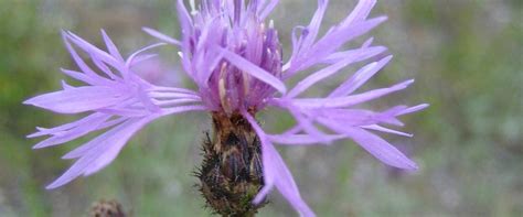 Spotted Knapweed Cariboo Regional District