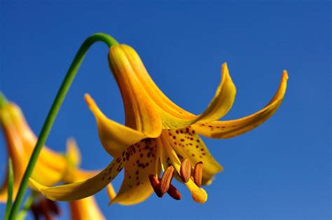lis du canada ☼ wild yellow lily anjoudiscus flickr