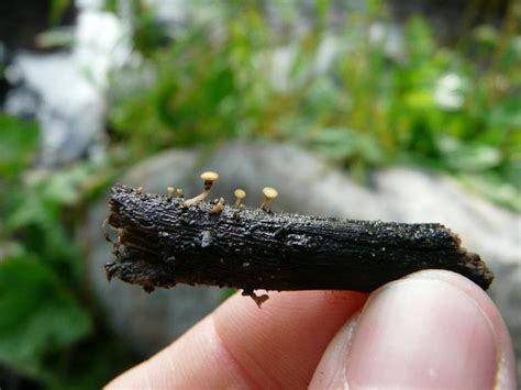 adorable mini mushrooms blackberry moss stuffed mushrooms magical fruit stuff mushrooms
