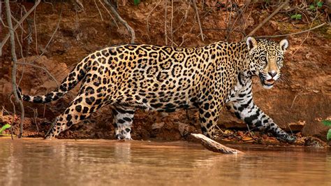 jaguars nwf ranger rick