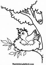 Nest Coloring Pages Bird Color Ws Kids Book Getdrawings Bulletin Board Birds 75kb 2480 sketch template