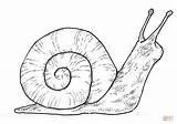 Snail Caracol Colorear Caracoles sketch template