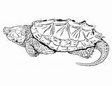 Snapping Turtle Alligator Drawing Coloring Clipart Pages Clipartmag Getdrawings sketch template