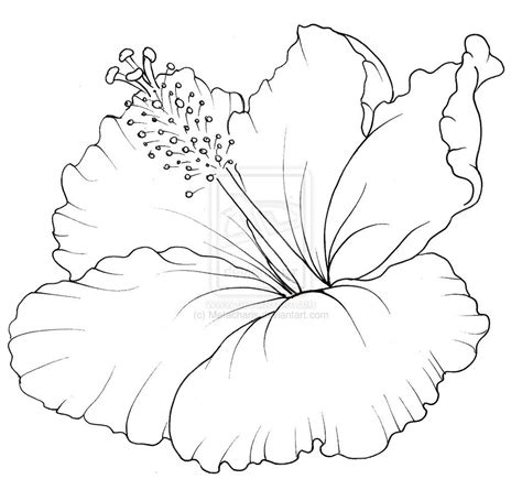 deviantart   hibiscus flower tattoo  metacharis hibiscus