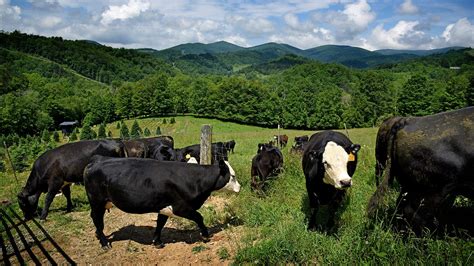 faster answers  cattle farmers college  agriculture  life