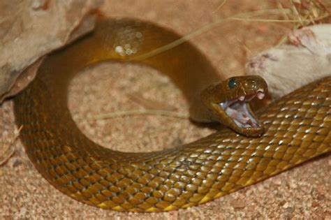 inland taipan fierce snake