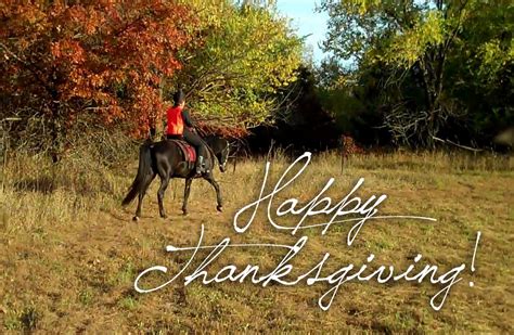 thanksgiving naturally gaited horse