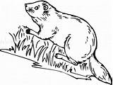 Pages Coloring Beaver sketch template
