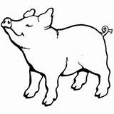 Porco Animale Colorat Desene Cheiro Sentindo Smell Domestice Pigs Sentado Tudodesenhos Planse Farm sketch template