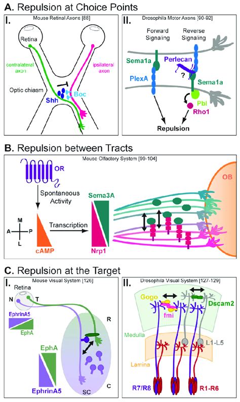 axon axon interactions regulate axonal repulsion  neural circuit  scientific