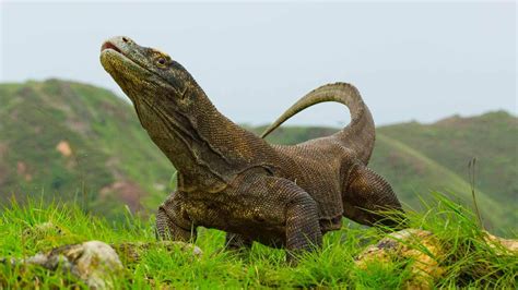 pin  sdrumjo  reptiles amphibians komodo dragon komodo animals