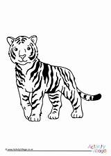 Tiger Chinese Year Colouring Drawing Pages Village Activity Explore Getdrawings sketch template