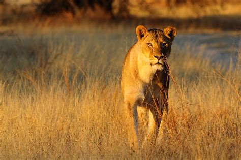 Grassland Biome: Animals and Plants Inhabiting This Natural Wonder