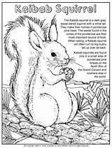 Squirrel Kaibab sketch template