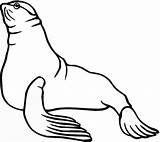 Sea Lion Seal Coloring Pages Seals Lions Clip Clipart Printable Cliparts Color Print Supercoloring Australian Cute Gif Library Popular Coloring2print sketch template