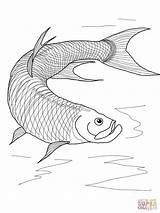 Fish Tarpon Coloring Pages Printable Drawing Supercoloring Color Template Getdrawings sketch template