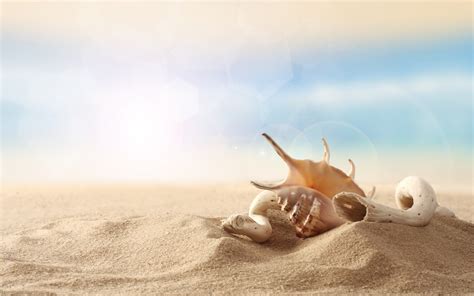 shell full hd wallpaper  background image  id