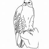 Falcon Coloring Pages Bird Wild Hawk Colouring Kids Printable Crafts Kindergarten sketch template