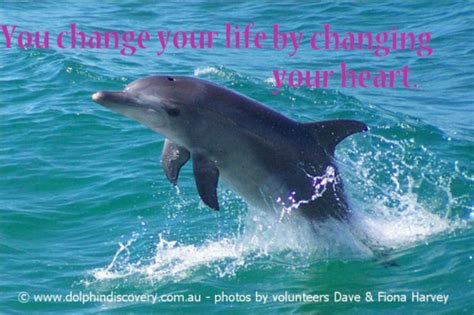 inspirational quotes  dolphins quotesgram