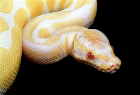 Albino Royal Python Photograph By Pascal Goetgheluck Science Photo