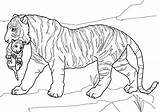 Ausmalbilder Cub Cubs Getdrawings Tigers Bengal Lions Ausdrucken sketch template