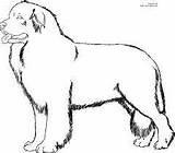 Newfoundland Dog Coloring Pages Visit Blocks Quilt Result Puppy sketch template