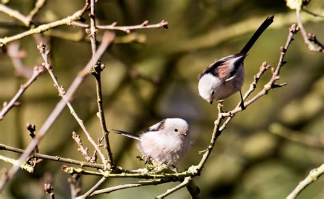 long tailed tit artur rydzewski nature photography