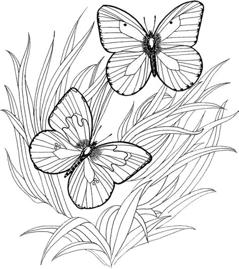 butterfly coloring pages  purple kitty