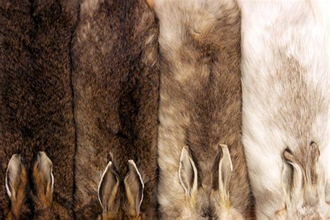 hare fur    seasons cosmos magazine