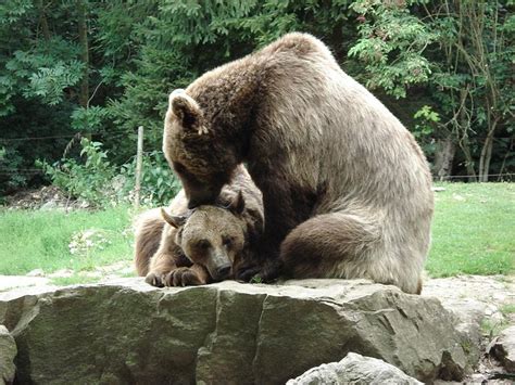 brown bear zonein zanitys animal picture galleries  information